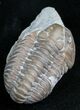 Bargain Flexicalymene Trilobite From Ohio #4599-2